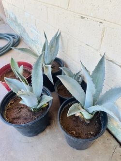 BLUE AGAVE PLANTS READY FOR TRASPLANTER MAGUEY PLANTAS
