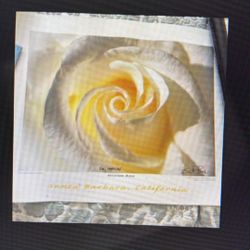 Mission Rose By Scott Price