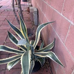AGAVE POTTED PLANT