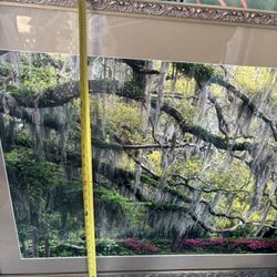 Majestic oak Tree Covered In Moss