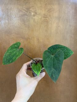 Anthurium LG Papillilaminum X AOS