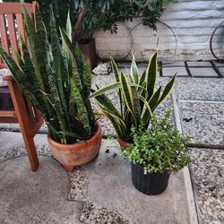 Plant Sale Give Me Fair Price It's Yours 