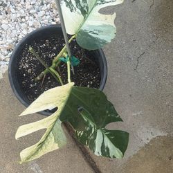 Monstera Mint Jungle Noid