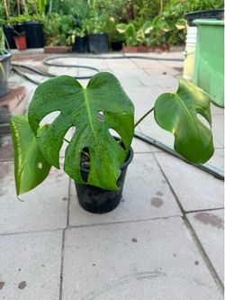 Monstera