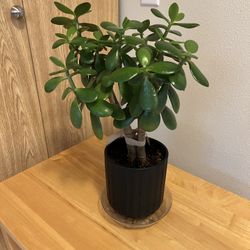 Jade Plant. Sammamish, Beaver Lake.