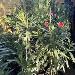 Oleander Plant 4ft