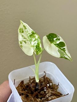 Variegated Alocasia 2” plant