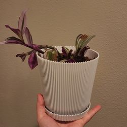 Tradescantia 