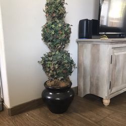 Plant Tall 49