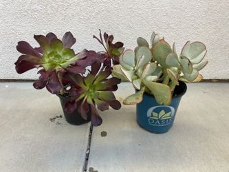 Succulent Plants 1 Gal Pot -  2 For $10