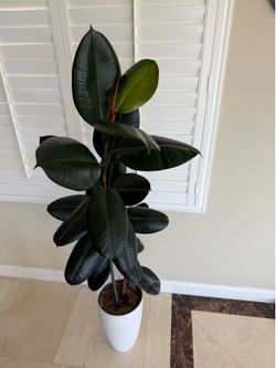 Burgundy rubber plant