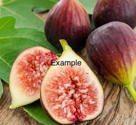 Fig Trees,/ Arbol Higos