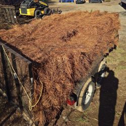 Long Leaf Pine Needles 