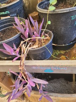 Purple Heart Plants