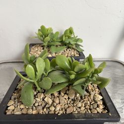 Crassula Jade Succulents In 8.5 Bonsai Pot. SPECIAL PRICE 🤩