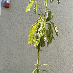 Avocado Tree. Arbol De Aguacate. 4 1/2ft ($40)