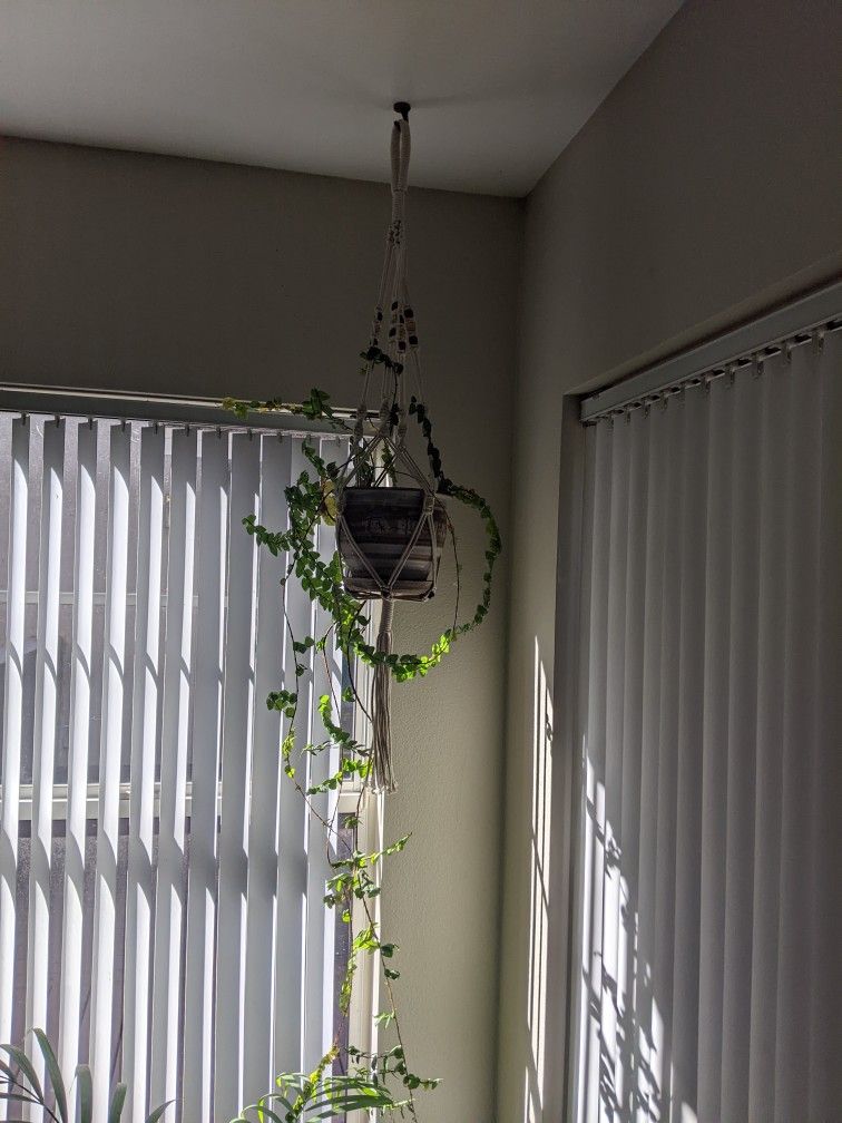 Indoor Hanging Plant Absolutely Beautiful And Is Real