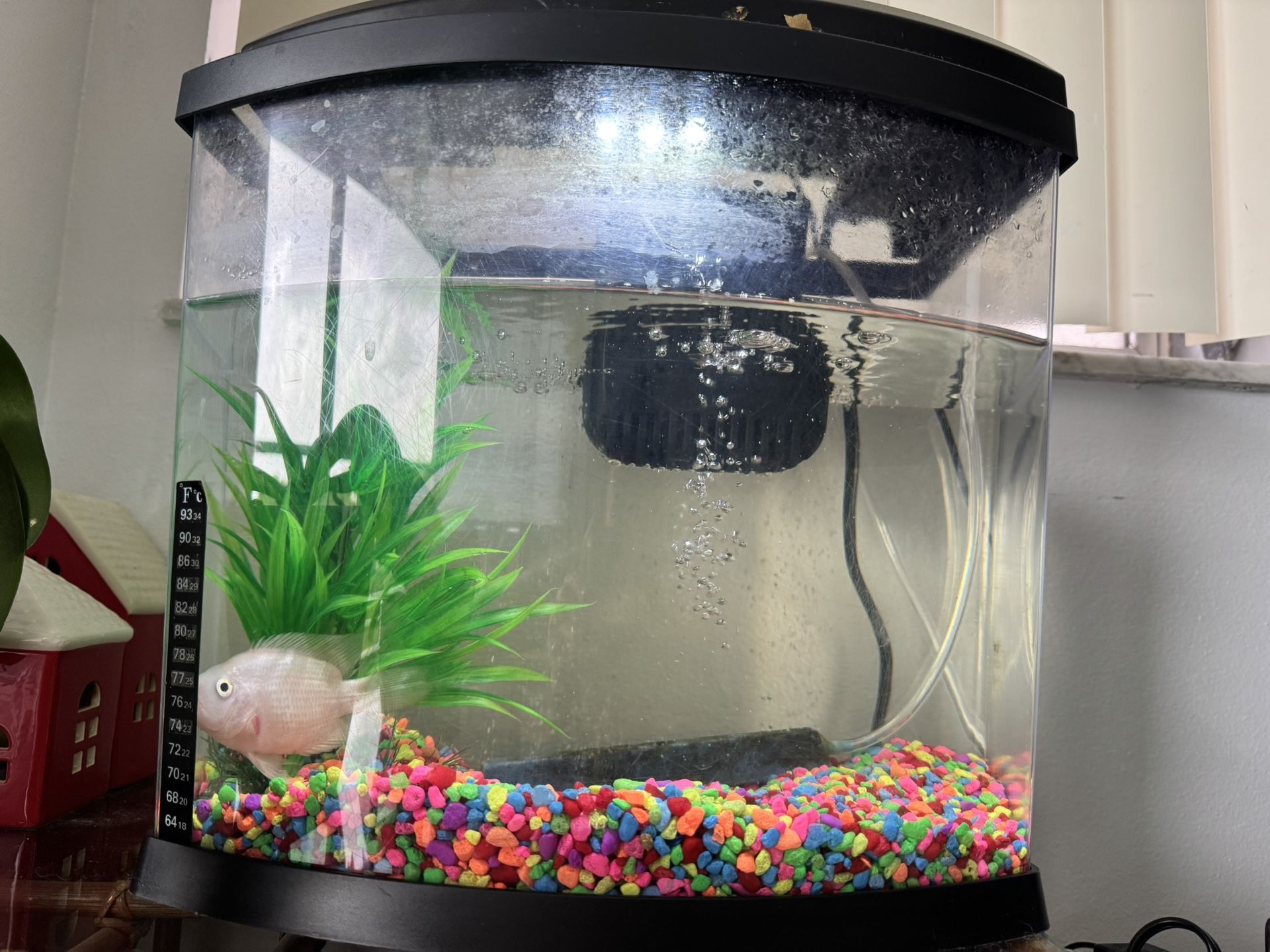 Fish Tank 