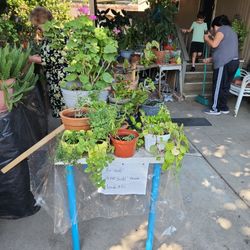 Vendo Plantas Desde 3 Dolares 