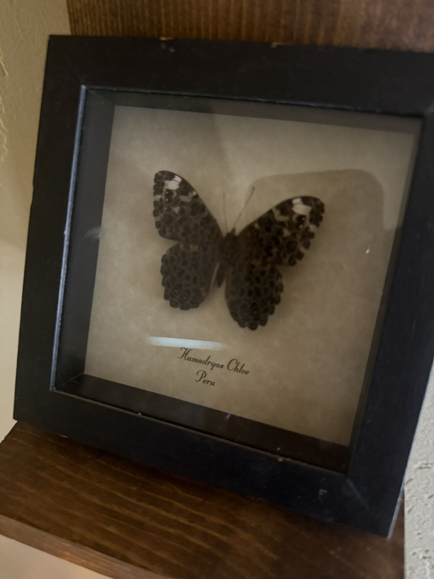 Framed Real Butterfly – Hamadryas Chloe, Peru