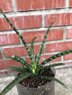 Snake Plant