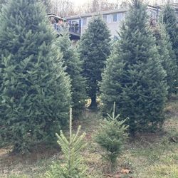  Christmas Trees For Sale. Read Details Below Before Contacting Me !!!