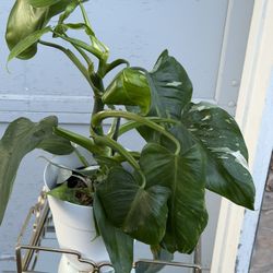 Philodendron White Whizzard 
