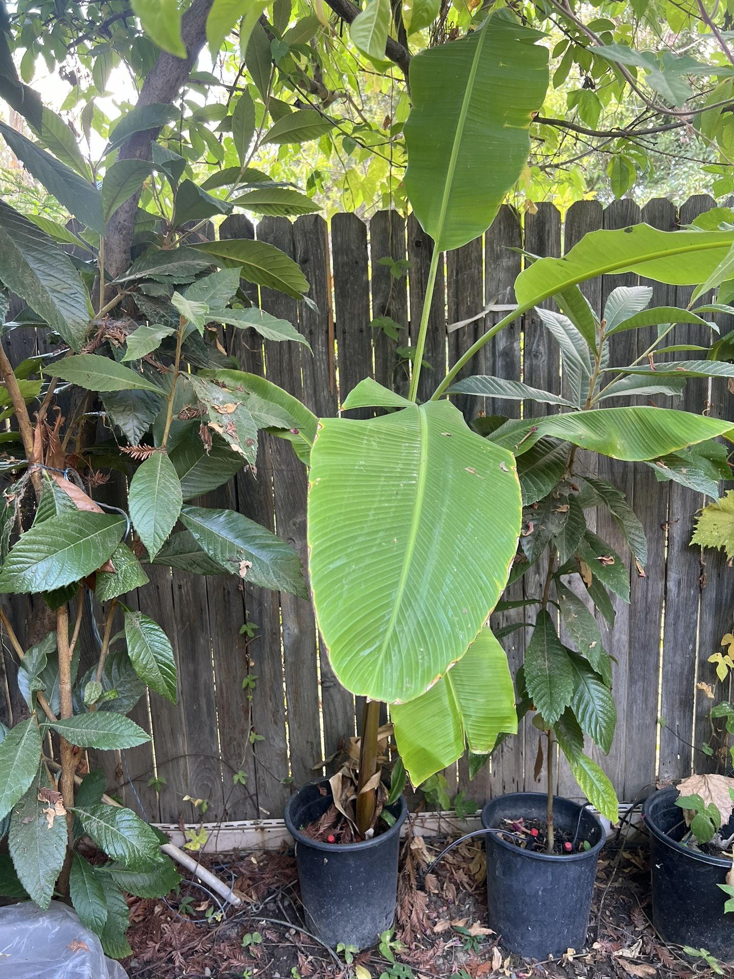 Banana Tree 