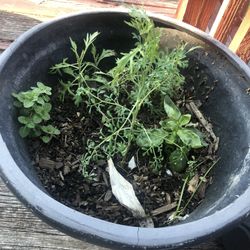Ruda Oregano Albacar Y Ignojo