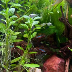 Aquarium plants decor hardscape