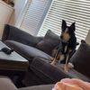 Dirk