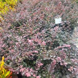 Loropetalum 