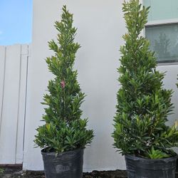 Japanese  Blueberry  cones all sizes  available perfect  for crhistmas  and decoration 