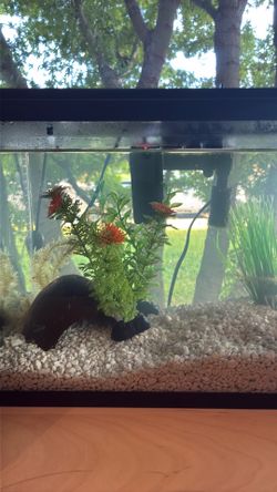 Basically new fish tank setup