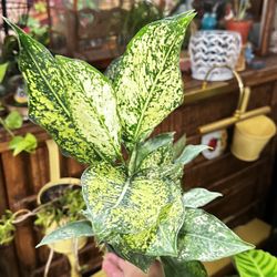 Plantas Naturales Exóticas Para Interior De Tú Hogar