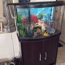 Fish aquarium