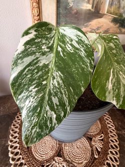 Albo monstera with 3 leaves