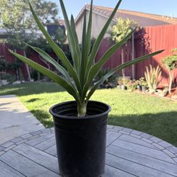 Healthy Yucca