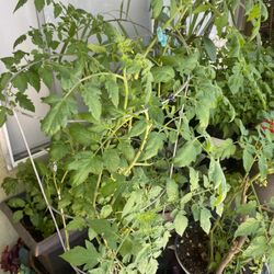 Very Healthy  Cherry Tomato Plant For Sale$30 Just Staring To Bloom Very Healthy And Organic $30 Abóyate 3’ Tall 