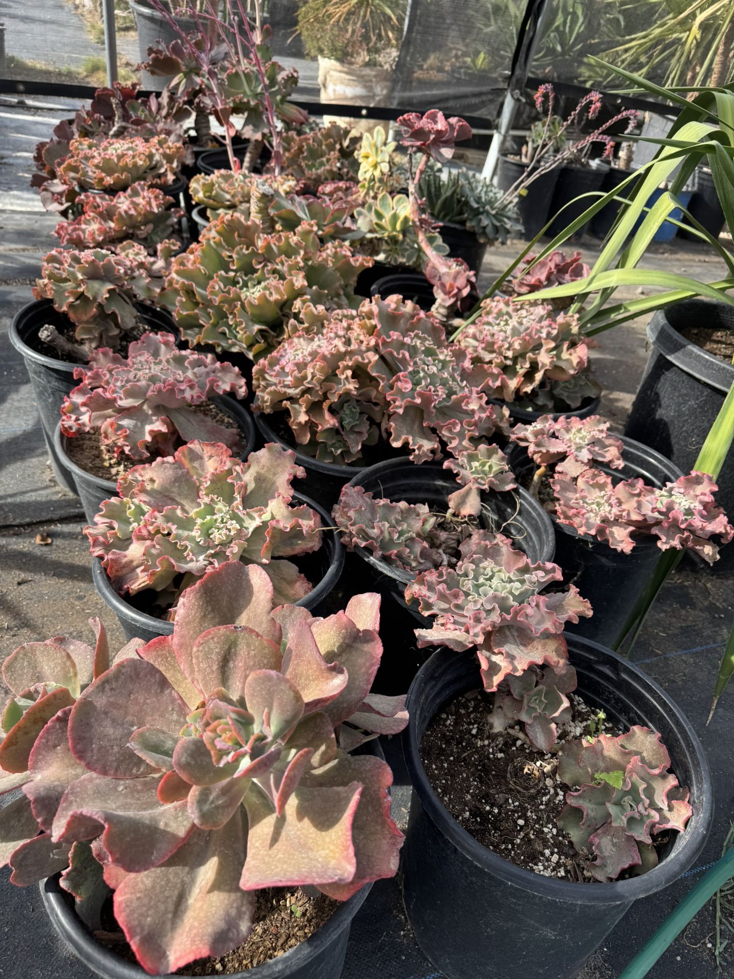 Succulents And Cactus