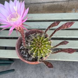 Blooming Pink Cactus 