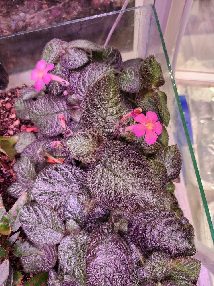 Episcia Pink panther cuttings