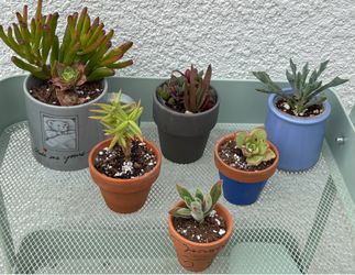 lot of 6 succulent plants in ceramic planters + mug