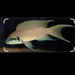 Aquarium Tank Brichardis 