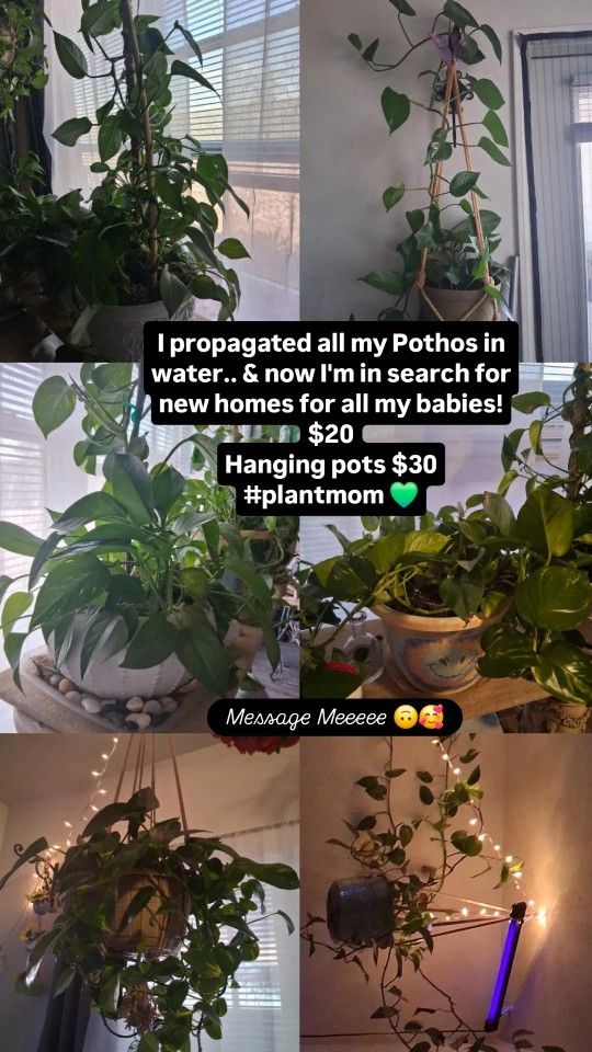 Plants / EACH