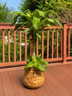 41” Tall Live Corn Plant (Dracaena Fragrans) in 13” Handwoven Basket Planter – Farmhouse Floor Plant – Indoor Tropical Houseplant Decor