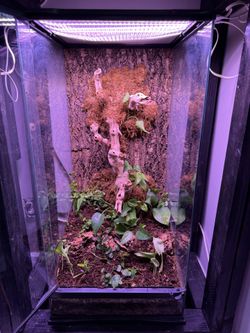 Custom Bioactive Terrarium