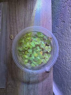 Dwarf water lettuce