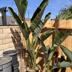 Bird of Paradise (Strelitzia) Plants
