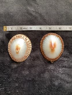 Vintage Hawaiian Opihi shells Large